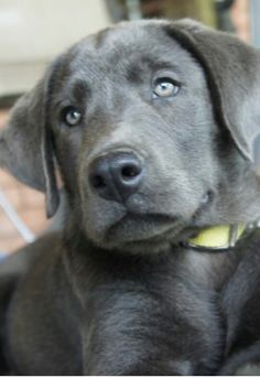 Charlee's a beautiful charcoal lab puppy Gray Labrador, Charcoal Lab Puppies, Charcoal Labrador, Charcoal Lab, Silver Lab Puppies, Silver Labrador, Labrador Puppies, Black Puppy, Silver Lab