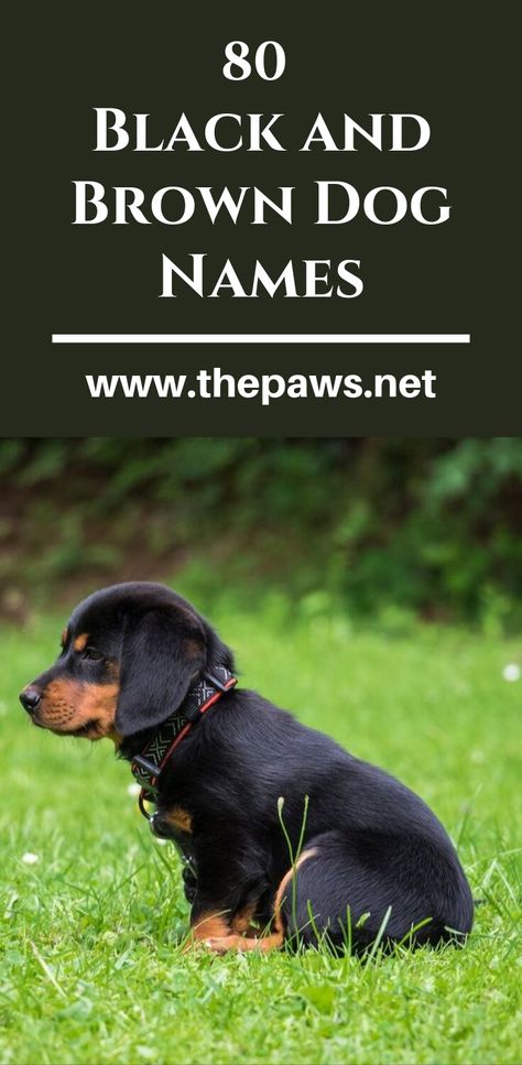 Find the best pet name by browsing our list of black and brown dog names. #dognames #blackdognames #browndognames #dogs #pets #thepaws Dog Names For Brown Dogs, Unusual Dog Names, Male Dog Names Unique, Brown Dog Names, Boy Puppy Names, Puppies Names Female, Cool Pet Names, Black Dog Names, Black Beagle