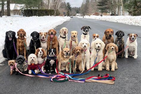 Adorable Group Photos of Dogs Who Pack Walk Together Every Day in Saratoga Springs, New York Cat Group Photo, Walking Group, Dogs Together, Photos Of Dogs, Group Names, Animal Shaming, Group Of Dogs, Walk Together, Cute Little Puppies