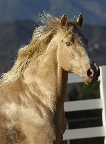 Guindaleza, a Palomino Pearl Andalusian mare.  She gave us the very first U.S. bred and born double pearl Andalusian colt named Genisis and sired by Andalusian stallion Balitor. Horse Breeder, Blue Green Eyes, Andalusian Horse, Most Beautiful Animals, Majestic Horse, All The Pretty Horses, Horse Coloring, Pretty Horses, Cane Corso