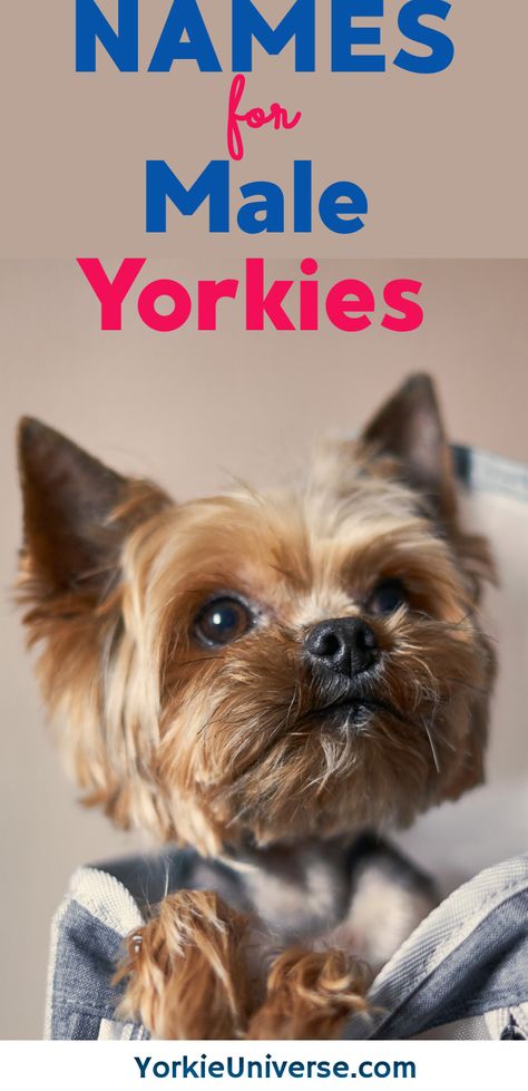 Male Dog Names List, Male Dog Names, Dogs Names List, Cute Dog Names, Baby Yorkie, Yorkie Names, Toy Yorkshire Terrier, Dog Names Unique