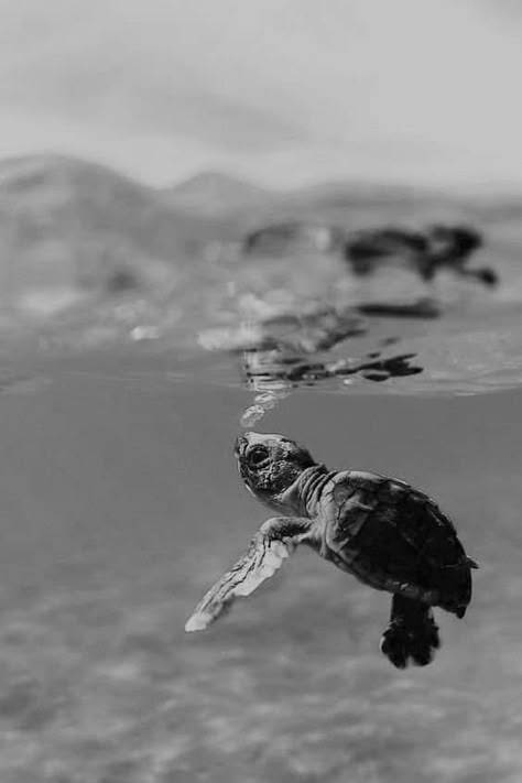 Sea Turtle Wallpaper, Turtle Background, Tennis Wallpaper, Wildflower Drawing, Turtle Bay Resort, Ocean Turtle, Baby Sea Turtles, Black And White Photo Wall, Camping Photography