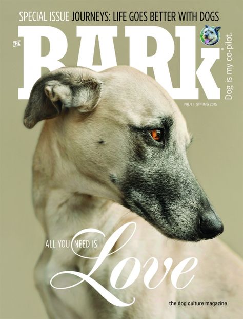 So gorgeous Pet Magazine, Dog Magazine, Pet Photographer, Dog Help, Love Your Pet, Hamburg Germany, Pet Photography, Dog Photography, Whippet