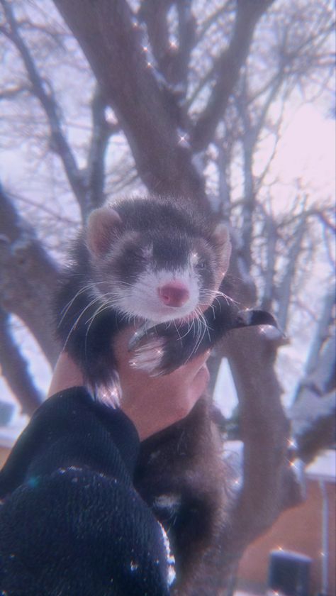 Ferret Wallpaper Aesthetic, Ferret Wallpaper Iphone, Pet Ferret Aesthetic, Ferret Profile Picture, Ferret Aesthetic, Black Ferret, Ferret Funny, Ferret Tattoo, Ferret Toys