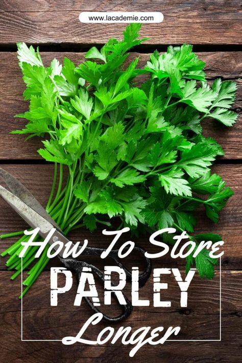 Fresh Parsley Storage, How To Save Fresh Parsley, How To Preserve Parsley, How To Store Parsley In The Fridge, Storing Fresh Parsley, How To Store Fresh Parsley, How To Keep Parsley Fresh In The Fridge, How To Store Parsley, How To Dry Parsley Leaves