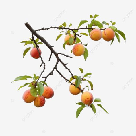 tree branch with peaches fruit tree peach png Peach Leaves, Peach Branch, Peach Items, Ar Design, Peach Tree, Peach Fruit, Peach Trees, Fruit Tree, Transparent Image