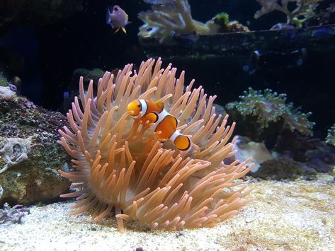 Clown Fish And Anemone, Clown Fish In Anemone, Cnidaria, Sea Anemone, Beautiful Sea Creatures, Clown Fish, Anemone, Sea Creatures, Fish Pet