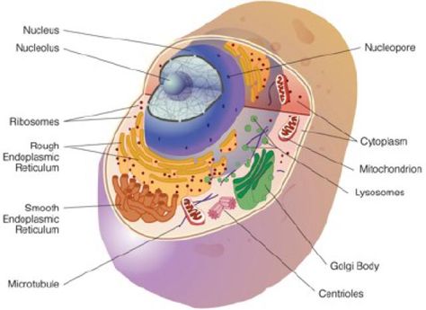 All About Animal Cells: All About Animal Cells Animal Cell Project, Cell Parts, Cell Organelles, Eukaryotic Cell, Chemical Energy, Life Code, Human Genome, Animal Cell, Cell Division