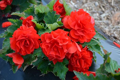 Red Begonia, Indoor Outdoor House, Tuberous Begonia, Regina Saskatchewan, Floral Foliage, Small Front Yard, Outdoor House, Plant Seeds, Tree Seeds