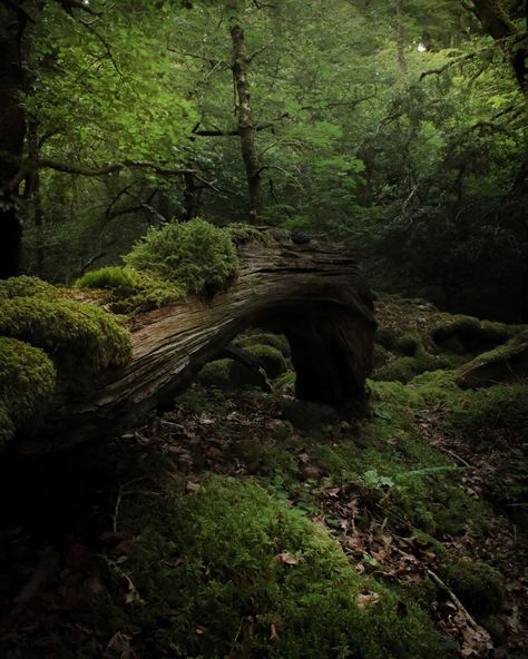 Nature Core, Sacred Garden, Enchanting Forest, Forest Scenery, Devon England, Fantasy Forest, Dark Cottagecore, Pretty Images, Nature Tree