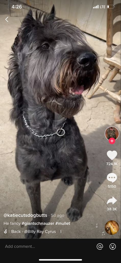 Dogs With Mullets, Dog Mullet Haircut, Dog Mullet, Mohawk Mullet, Giant Schnauzer, Mullet Haircut, Dog Cuts, Haircut Ideas, Dog Stuff