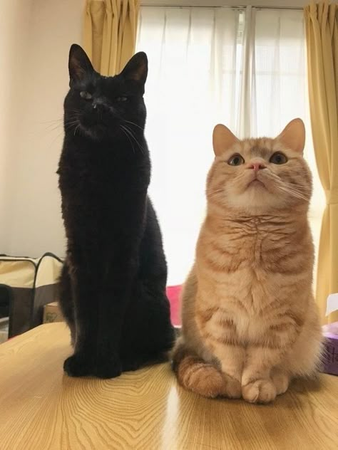 2 Cats Together Funny, Black And Orange Cats Duo, Us If We Were Cats, 2 Silly Cats, Black And Brown Cats Together, Black Cat And Orange Cat Matching Pfp, Chaotic Animals, Black And Orange Cat, Cat Couples