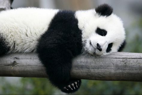 El video de un oso panda que disfruta de rodar en una colina fue compartido por el canal de YouTube iPanda. (Foto: www.huffingtonpost.com) Panda Facts, Panda Lindo, Panda Love, Giant Panda, Baby Panda, Red Panda, Cute Panda, Animal Tattoos, Panda Bear