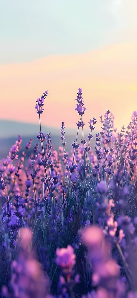 50+ Best Lavender iPhone Wallpapers 2024 (Free 4k HD Download) – CreativeBooster April Iphone Wallpaper, Wallpaper For Lock Screen, Spring Lockscreen, Wallpapers 2024, Lavender Iphone, For Lock Screen, Cute Screen Savers, Samsung Wallpaper Android, Free Android Wallpaper