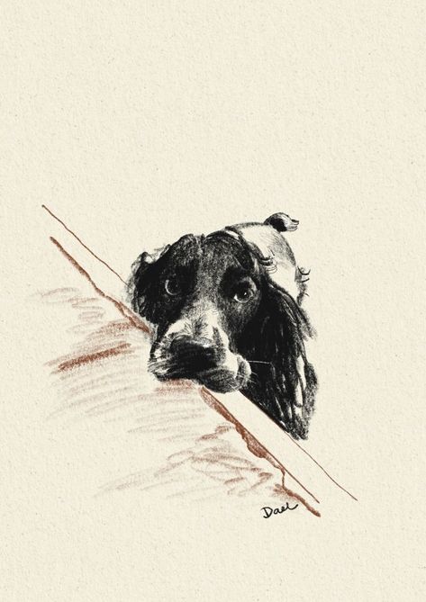 Draw my dog Dog Colored Pencil Drawings, Spaniel Drawing Simple, Cocker Spaniel Wallpaper Iphone, Black And White Dog Painting, Springer Spaniel Painting, Cocker Spaniel Line Drawing, Cocker Spaniel Drawing Easy, Drawing Pictures Pencil Art, Best Sketches Pencil Drawings