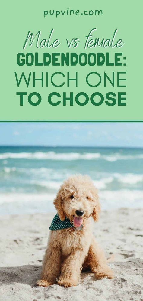 Full Grown Mini Goldendoodle, Goldendoodle Full Grown, Puppy Schedule, Standard Goldendoodle, Puppy Life, F1b Goldendoodle, Puppy Development, Male Vs Female, Doodle Puppy