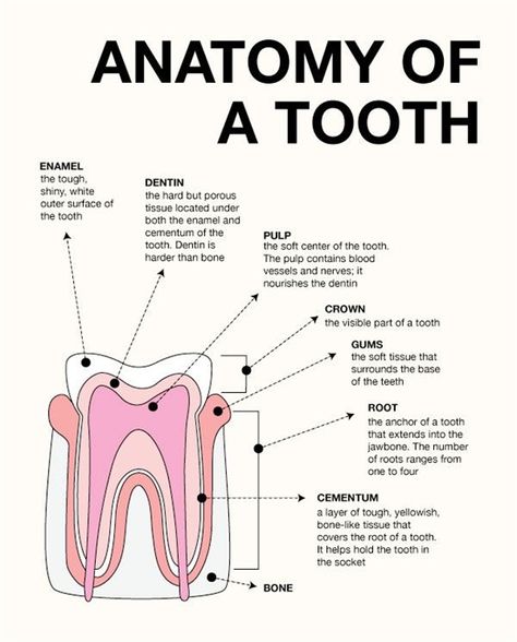 Dentistry Notes, Dental Assistant Study Guide, Dental Notes, Dental Terminology, Dental Assistant School, Dental Hygienist School, Hygiene School, Dental Assistant Study, Teeth Anatomy