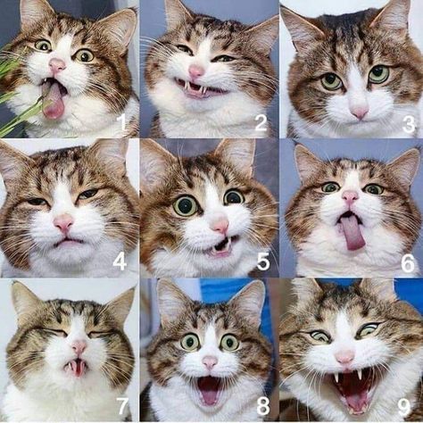 26 Insanely Purrfect Cat Memes To Get Caturday Started! - I Can Has Cheezburger? Animal Expressions, Cat Expressions, Feelings Chart, Cat And Dog Videos, Cat Faces, Cat Aesthetic, Funny Cute Cats, Happy Animals, Cat Drawing