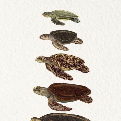 Sea Turtles Hatching, Oceanography Marine Biology, A Wallpaper Letter Love, Biology Poster, Turtle Wallpaper, Turtle Day, Turtle Watercolor, Sea Turtle Art, Graphic Shapes Design