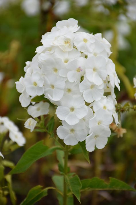 Peacock White Garden Phlox (Phlox paniculata 'Peacock White') at Weston Nurseries White Phlox Flower, White Phlox Perennials, Phlox Paniculata, Phlox Flower, White Flowers Garden, Phlox Flowers, Front Flower Beds, Ferns Garden, Midnight Garden