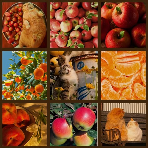 My Mood Board, Apple Moodboard, Flower Mood Board, Food Moodboard, F2u Moodboards, Adopt Idea, Taxidermy Art, Rainbow Aesthetic, Mood Board Inspiration