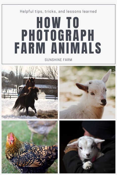 Farm Animal Photography, Farm Picture Ideas, Radiated Tortoise, Photography For Dummies, Big Tortoise, Homesteading Animals, Tortoise Food, Modern Homestead, Chicken Care