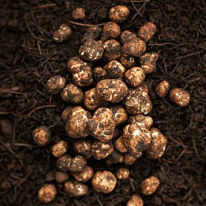 Oregon Truffle Mushrooms - Sunset Oregon Mushrooms, Growing Truffles, Edible Wild Mushrooms, Growing Mushrooms At Home, Wild Foraging, Truffle Hunting, Truffle Mushroom, Mushroom Spores, Sunset Magazine