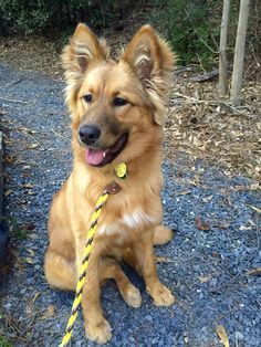 german-shepherd-collie-mix-2 Golden Shepherd, German Shepherd Mix Puppies, Shepherd Mix Puppies, German Shepherd Mix, Golden Retriever Mix, Collie Mix, Herding Dogs, Collie Dog, Shepherd Puppies