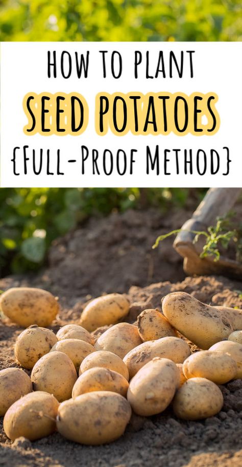 How to Plant Seed Potatoes (That Grow Really Well!) - Cabin Lane How To Plant Seed Potatoes, Best Way To Plant Potatoes, Potato Seeds Plants How To Grow, Best Way To Grow Potatoes, How To Grow Potatoes, Potato Recipe Healthy, Side Dishes Potatoes, Potatoes Side Dishes, Potato Dinners