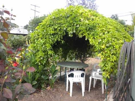 Passion fruit growing over an arched trellis. | Tropical Garden ... Passionfruit Vine, Arched Trellis, Passion Fruit Plant, Fruit Growing, Vine Trellis, Outdoor Trellis, Garden Vines, Plant Ideas, Citrus Trees