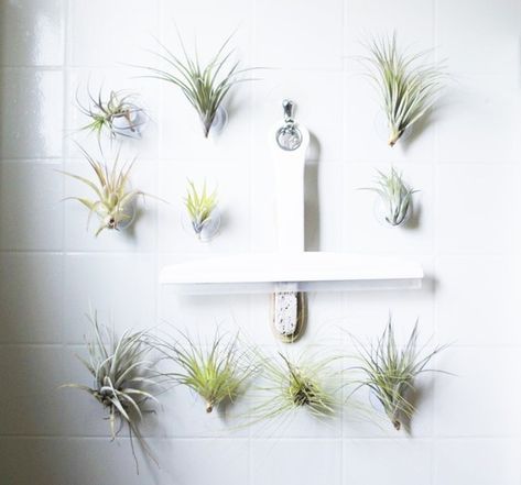 {Pinterest Project} Animal Air Planter Plants On The Wall, Glass Bathroom Shelves, Glass Shelves In Bathroom, Plant Display Ideas, Air Plants Decor, Air Plant Display, Bathroom Plants, Glass Bathroom, In Bathroom