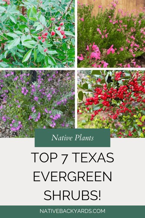 Top 7 Texas Evergreen Shrubs - Native Backyards Texas Bushes Front Yards, Texas Native Plants Drought Tolerant, North Texas Native Landscaping, Best Bushes To Plant In Texas, Houston Native Plants, Texas Evergreen Landscape, North Texas Front Yard Landscaping Ideas, Texas Native Landscape Design, Texas Hill Country Landscaping Native Plants