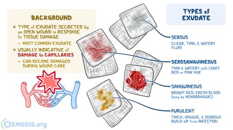 How To Heal Burns, Skin Anatomy, Community Nursing, Tissue Types, Wound Dressing, White Blood Cells, Wound Care, Red Blood Cells, Nursing Notes