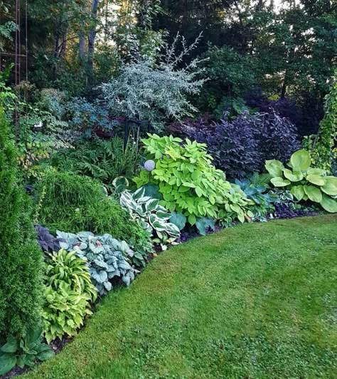 Garden Scapes, Evergreen Landscape, Small Backyards, Garden Shade, Shade Garden Design, Shade Gardening, Ferns Garden, Shade Garden Plants, Hosta Gardens