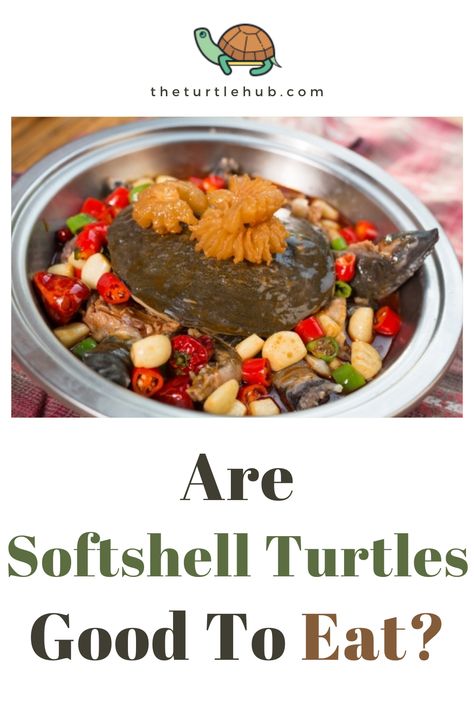 Turning softshell turtles into delicious meals is not something new to the world. I know killing and eating the softshell turtles sound brutal, but for some people, this has turned into a tradition. As a curious mind, you can ask if the turtle meat is safe. Or, are softshell turtles good to eat or not? The softshell turtle meat is the most delicious turtle meat. Unlike other turtles, there is a considerable amount of meat on a softshell turtle, and it is very juicy. Soft Shell Turtle, Softshell Turtle, Turtle Tank Setup, Turtle Recipe, Diy Turtle, Shell Turtle, Turtle Tank, Meat Dinners, Setup Ideas