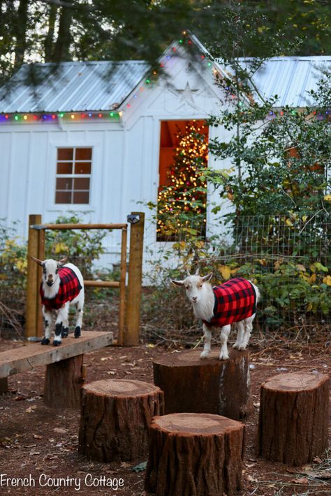 Christmas Magic at Night tour - French Country Cottage French Country Cottage Christmas, Courtney Allison, Twinkling Tree, Winter Wonderland Wallpaper, Colorful Christmas Lights, Country Christmas Trees, French Country Christmas, Nostalgic Christmas, Christmas Cottage