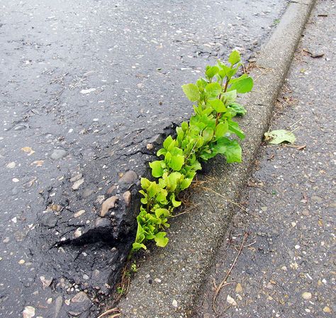 Life Finds A Way: 24 Plants That Just Won't Give Up | Bored Panda Asphalt Pavement, Dramatic Photos, Urban Nature, Plant Pictures, Concrete Jungle, Growing Tree, Flowering Trees, Growing Plants, Mother Nature