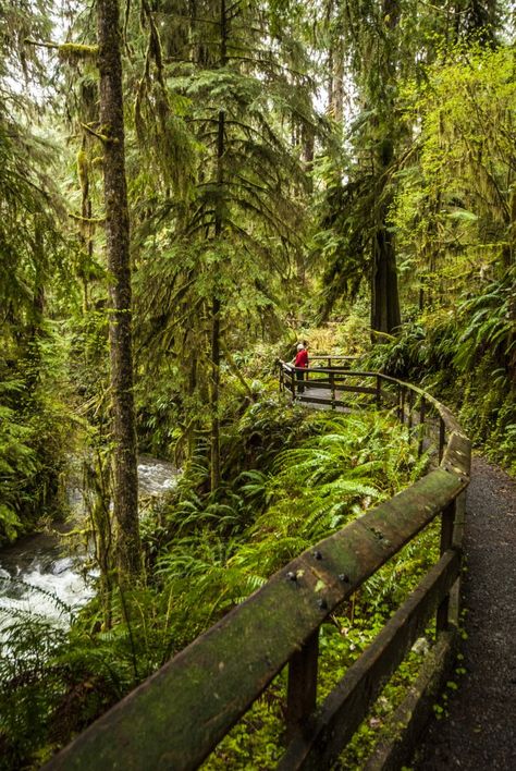 Quinault Rain Forest Nature Trail along Willaby Creek.- Quinault Rain Forest Nature Trail Loop Lake Quinault, Western Hemlock, Rainforest Ecosystem, Homeschool Field Trips, Temperate Rainforest, Sitka Spruce, Olympic Peninsula, Forest Nature, Rain Forest