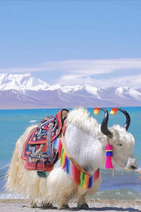 Namtso, which means ‘Heavenly Lake,’ is one of the “Three Sacred Lakes” in Tibet. It is also the highest lake in the world. Tibet Aesthetic, Tibet Landscape, Tibet Photography, Nepal Nature, Tibet Travel, Us Friends, Asia Trip, Nepal Travel, University College