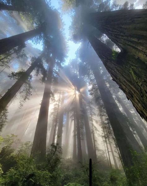 Foggy Forest, Pretty Landscapes, Tall Trees, Foto Art, Nature Aesthetic, Pretty Places, Green Aesthetic, Nature Pictures, Mother Earth