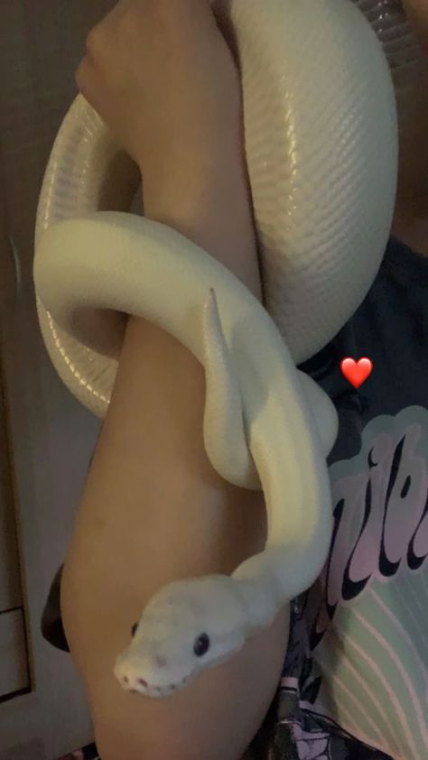 Rare Ball Python, Best Pet Snakes For Beginners, Snake Astethic, Non Venomous Pet Snakes, Snake Hides Diy, Cool Pets To Own, Pet Snake Aesthetic, Reptiles Aesthetic, Aesthetic Snakes