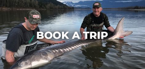 White Sturgeon, Sturgeon Fish, Fraser River, Fishing Guide, Fishing Charters, Treat You, Vancouver Canada, Fishing Trip, Travel Book