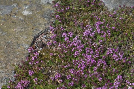 Thymus serpyllum 'Elfin' (Elfin Thyme, Miniature Thyme, Wild Thyme) | North Carolina Extension Gardener Plant Toolbox Elfin Thyme, Red Creeping Thyme, California Craftsman, Thymus Serpyllum, Creeping Thyme, Wild Thyme, Drought Resistant Plants, Ground Covers, Drought Resistant