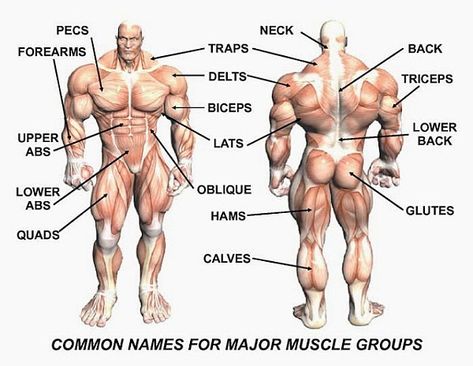 Many people have questions about how many sets they should do for and exercise and how many reps as well as how many exercises for each muscle group. The Body Muscles Names, Muscle Chart, Muscle Names, Muscle Groups To Workout, Body Muscle Anatomy, Dumbbell Leg Workout, Workout Names, Body Name, Group Names