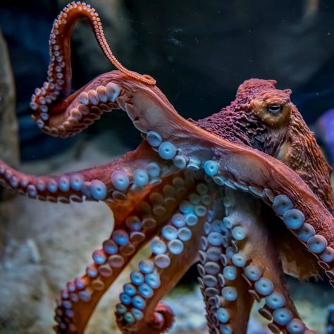 Octopus Photos, Octopus Pictures, Zoo Map, Animals That Hibernate, Giant Pacific Octopus, Octopus Tattoo Design, Cute Octopus, Water Colours, Sea Coral