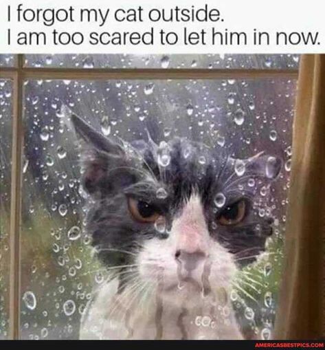 Tap to see the meme Cats Outside, Animal Funnies, Cat Humor, Animal Humor, Funny Cat Memes, Cat Funny, Funny Cat Pictures, Funny Animal Memes, Here Kitty Kitty