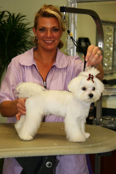 In this session, Courtney grooms an adorable Pomeranian/ Maltese mix. Description from archive.constantcontact.com. I searched for this on bing.com/images Maltese Puppy Cut, Maltese Haircuts, Maltese Grooming, Maltese Dogs Haircuts, Maltese Haircut, Maltese Breed, Puppy Haircut, Perro Shih Tzu, Dog Grooming Styles