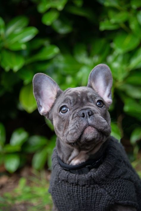 Bulldog Photoshoot, Puppy Photoshoot, Reportage Wedding Photography, Lion Cat, Moments Of Life, Bulldog Art, French Bulldog Puppy, Dog Photography, Unique Artwork