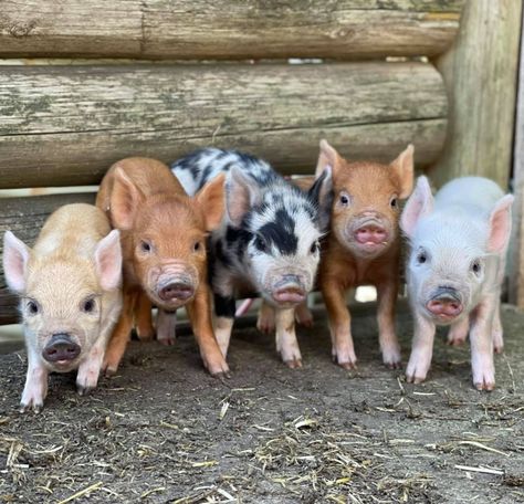 Teacup Pigs Full Grown, Cute Pig Pictures, Piglets Cute, Pig Pens, Animal Cafe, Mini Piglets, Potbelly Pigs, Farm Pigs, Small Holding