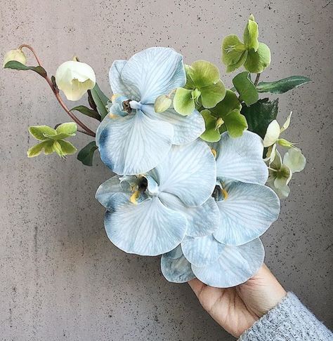 Love these orchids and the pale blue colour. Pale Blue Bouquet, Kantara House, Blue Orchid Wedding Bouquet, Blue Orchid Centerpieces, Blue Orchid Bouquet, Orchid Wedding Theme, Orchid Centerpieces Wedding, Blue Orchid Wedding, Orchid Wedding Invitations